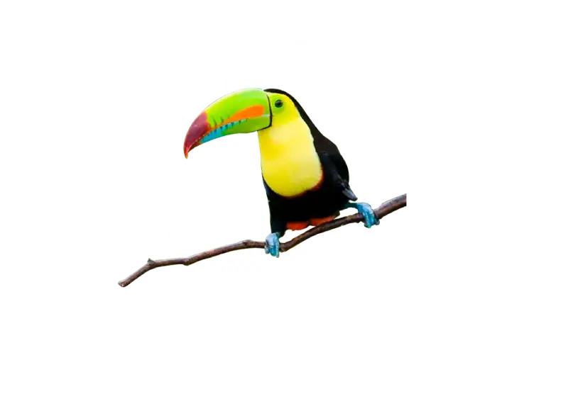Colombia. Tucano